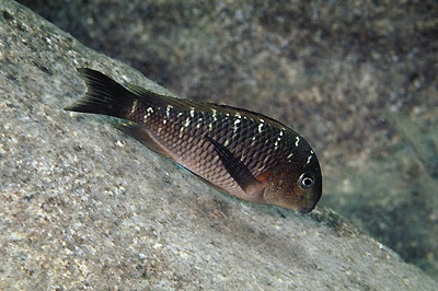 Tropheus sp. 'limespot' Kanoni